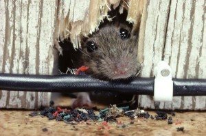 2018 07 10 Descubra os melhores metodos para acabar com ratos passagem 300x199 - Os Melhores Métodos para Acabar com Ratos