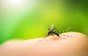 Imagem de pessoa sendo picada pelo mosquito da dengue após não fazer limpeza de caixa d’água com empresa